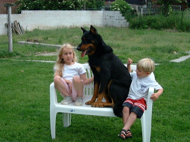 Strauss de la tuile aux loups (6)